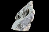 Ammonite (Promicroceras) Cluster - Somerset, England #86227-2